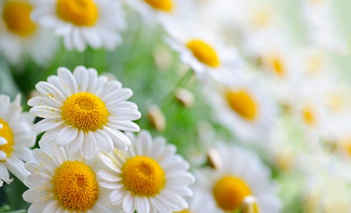 المنهج الإسلامي.. حوار وتعايش وسلام